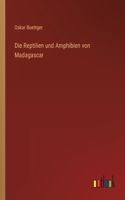 Reptilien und Amphibien von Madagascar