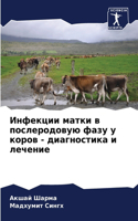 Инфекции матки в послеродовую фазу у коро&#107