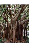 Beautiful Trees Full-Color Picture Book