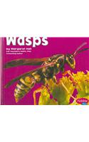 Wasps