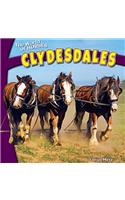 Clydesdales