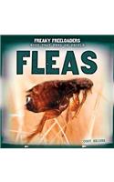 Fleas