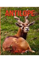 Antilope