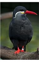 An Awesome Red-Beaked Inca Tern Bird Journal