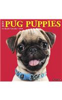 PUG PUPPIES 2020 WALL CALENDAR