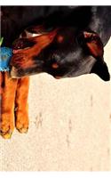 Doberman Chewing on a Ball Journal: Take Notes, Write Down Memories in this 150 Page Lined Journal