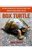 Box Turtle