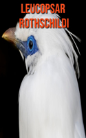 Leucopsar rothschildi