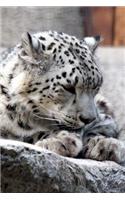 Gorgeous Snow Leopard Close-Up Portrait Big Cat Journal: 150 Page Lined Notebook/Diary