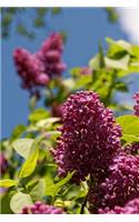 A Beautiful Lilac Bloom Journal