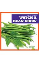 Watch a Bean Grow