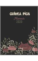 GUINEA PIGS Planner 2020: 2020 Calendar, Daily Weekly Planner with Monthly quick-view/over view with 2020 Planner