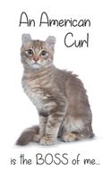A Lilac Tabby American Curl Cat is the Boss of me...