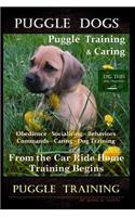 Puggle Dogs, Puggle Training & Caring By D!G THIS DOG TRAINING Obedience - Socializing - Behaviors - Commands - Caring - Dog Training