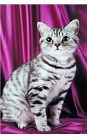 2020 Daily Planner Posing Cat Photo 388 Pages
