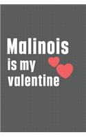 Malinois is my valentine: For Maltese Dog Fans
