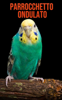 Parrocchetto ondulato: Fantastici fatti e immagini