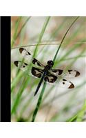 Black & White Zebra Striped Dragonfly in the Grass Wide-ruled Lined School Composition Notebook