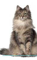 Norwegian Forest Cat Affirmations Workbook Norwegian Forest Cat Presents: Positive and Loving Affirmations Workbook. Includes: Mentoring Questions, Guidance, Supporting You.