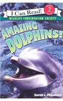 Amazing Dolphins!