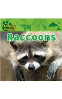 Raccoons
