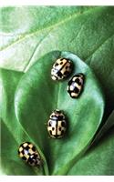 Insect Journal Beetles On Green Leaf Entomology