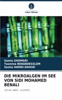 Die Mikroalgen Im See Von Sidi Mohamed Benali