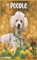The Poodle Calendar 2022