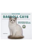 Discover Ragdoll Cats