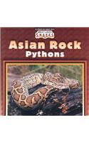 Asian Rock Pythons