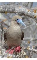 Red-Footed Booby Seabird in the Galapagos Islands Journal