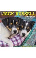 Just Jack Russell Puppies 2019 Wall Calendar (Dog Breed Calendar)