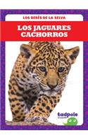 Los Jaguares Cachorros (Jaguar Cubs)