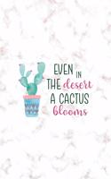 Even In Desert A Cactus Blooms