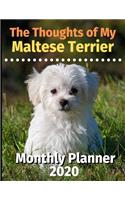 The Thoughts of My Maltese Terrier