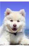 Finnish Lapphund