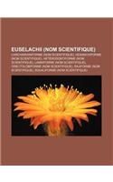 Euselachii (Nom Scientifique): Carcharhiniforme (Nom Scientifique), Hexanchiforme (Nom Scientifique), Heterodontiforme (Nom Scientifique): (French)