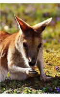 Super Cute Lounging Kangaroo in Australia Journal