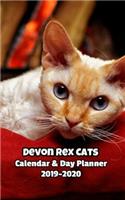 Devon Rex Cats Calendar & Day Planner 2019-2020
