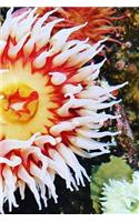 Anemone Notebook