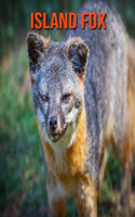 Island Fox