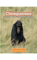 Chimpanzee: Fun Facts and Amazing Photos of Animals in Nature