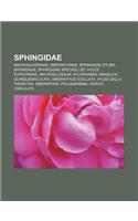 Sphingidae