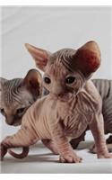 Sphinx Cat Journal 