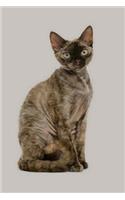 Devon Rex
