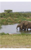 Elephant Herd in Uganda, Africa Journal