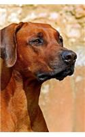 Rhodesian Ridgeback Sitting Quietly Journal: Take Notes, Write Down Memories in this 150 Page Lined Journal