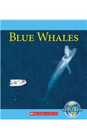 Blue Whales