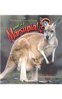 What Is a Marsupial?