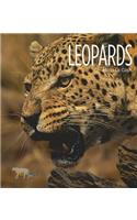 Leopards